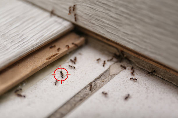 Best Flea Control Services  in Fayetteville, NY