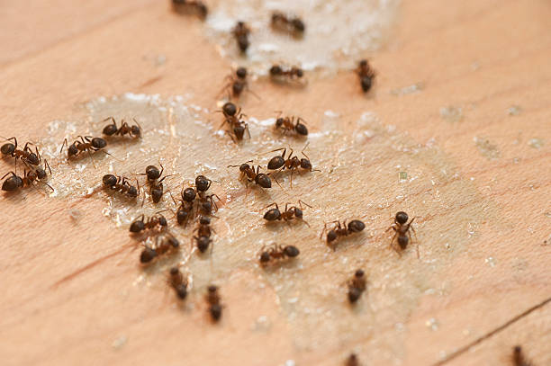 Best Spider Control Near Me  in Fayetteville, NY