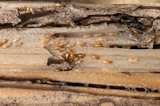 Best Termite Control Services  in Fayetteville, NY